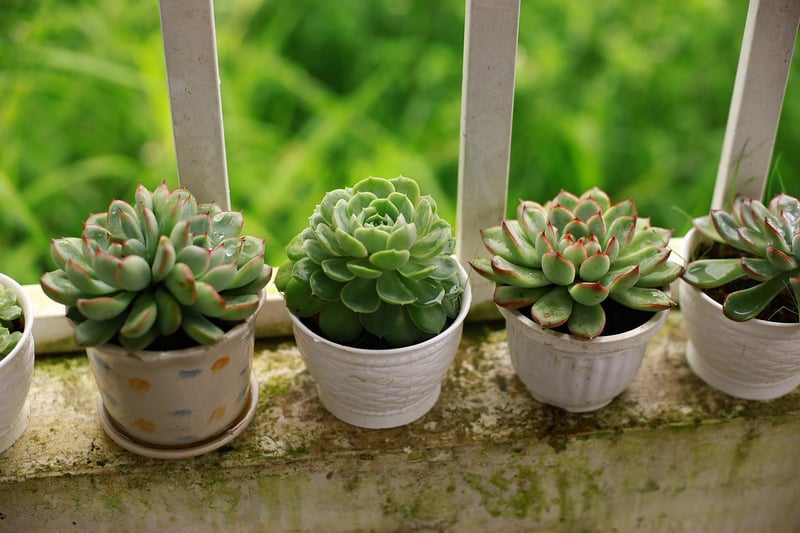 Succulent displays